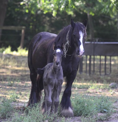 Steel with mom Steel with mom